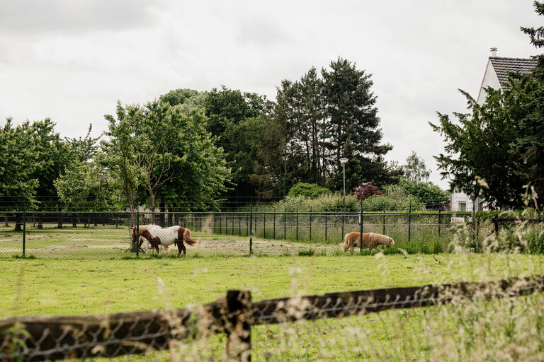 Paardjes in de wei in de omgeving van MAA