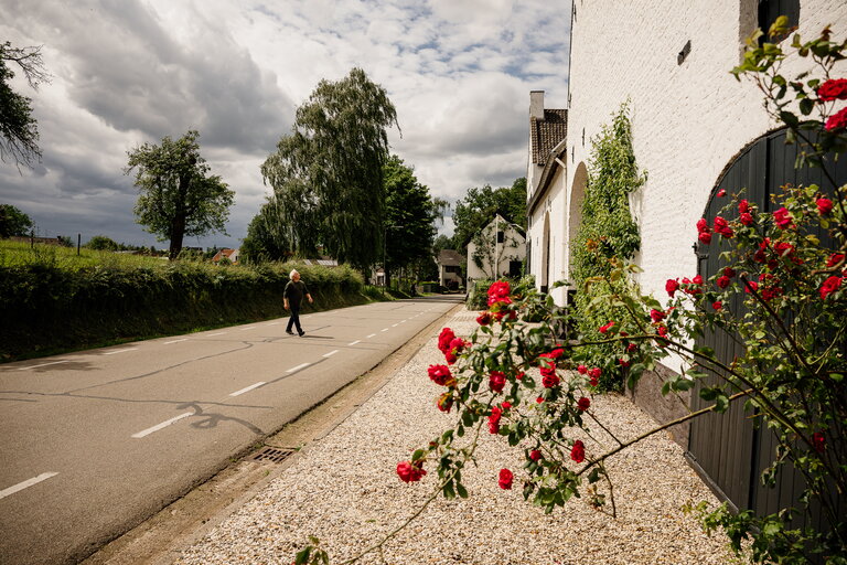 De Geverikerhof, een witte carré-hoeve in Geverik, met rode klimroos op de voorgrond